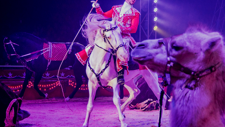 Circo Vitor Hugo Cardinali