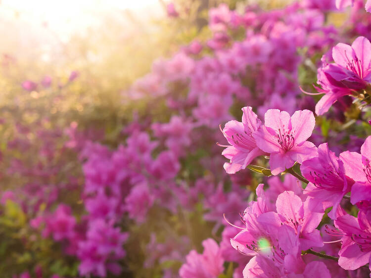 North Carolina Azalea Festival