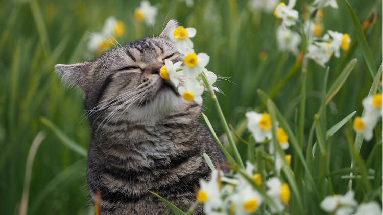 ねことじいちゃん