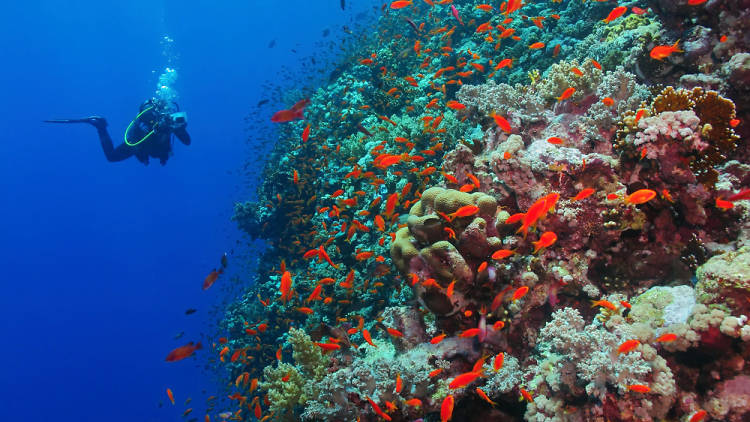 Go ‘under the sea’ at the Coral Beach Underwater Observatory