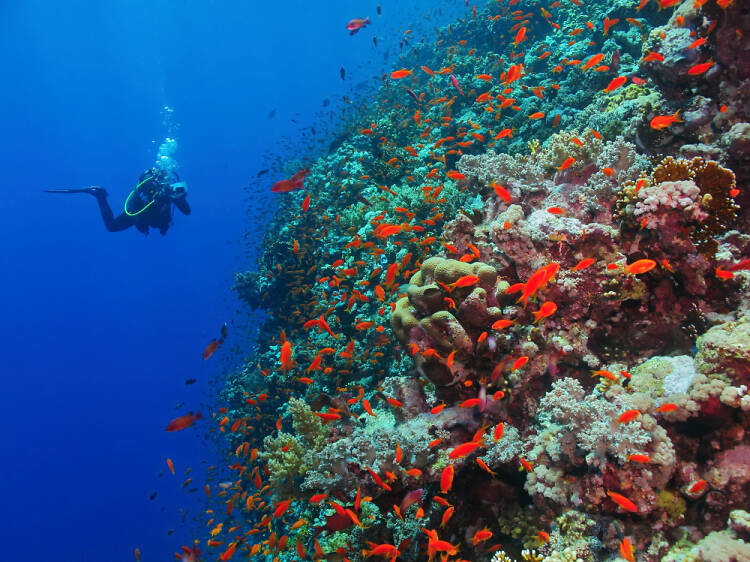 Go ‘under the sea’ at the Coral Beach Underwater Observatory