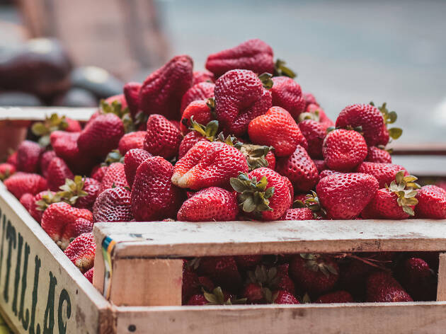 Strawberries Strawberry picking Miami