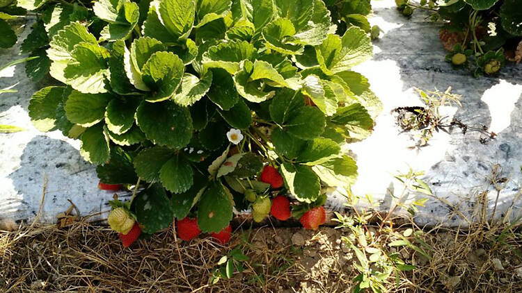 Burr’s Berry Farm