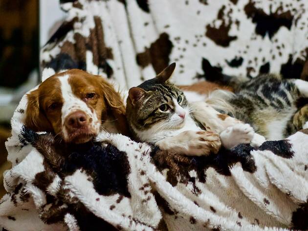 Cãopreensão Cãopreensão