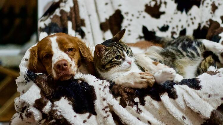 Para focinhos exigentes: serviços e produtos para animais de estimação