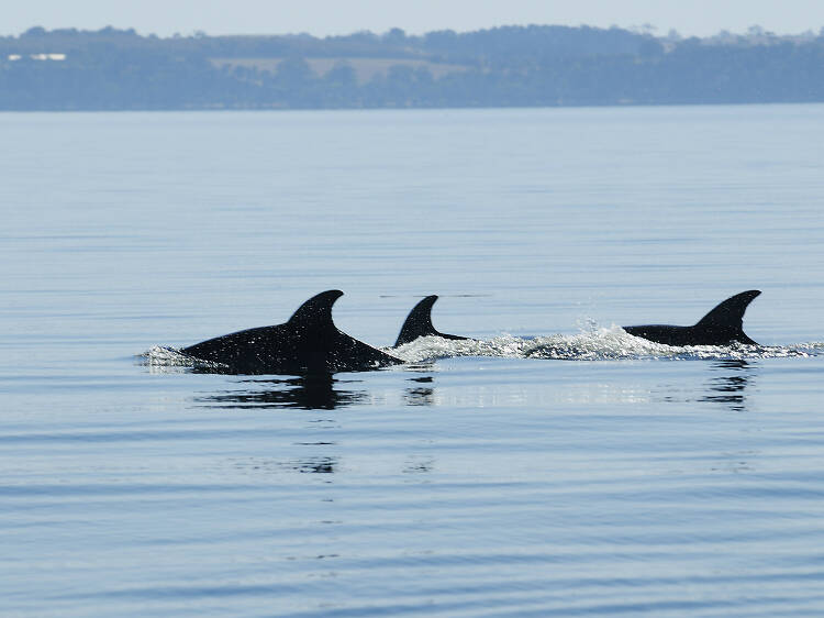 Where to see dolphins and seals near Melbourne