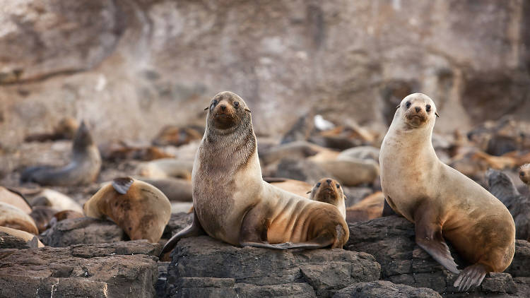 Seal Rock,  Phillip Island