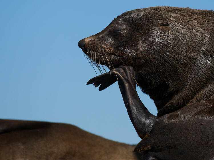 Seals in Port Phillip Bay