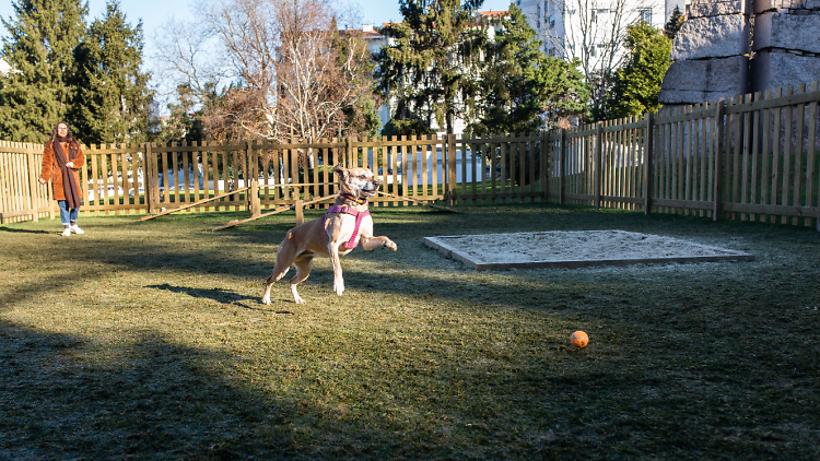 Parque Canino do Jardim Paulo Vallada (Porto)