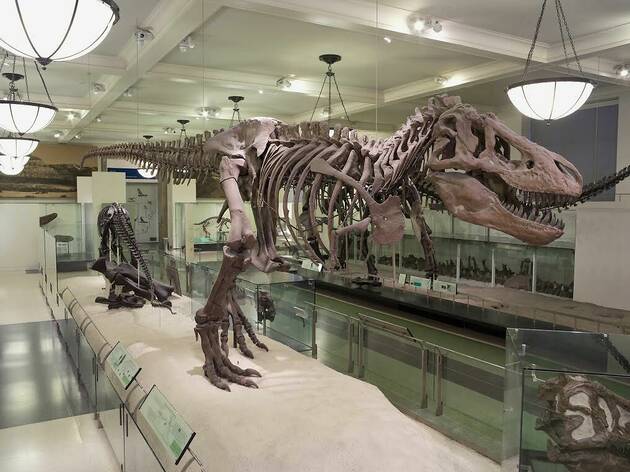 museum of natural history t rex exhibit