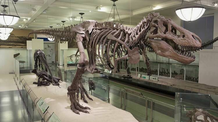 Tyrannosaurus Rex, 4th floor halls                               