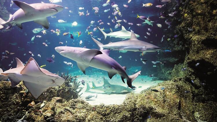 Sea Life Melbourne Aquarium Oceanarium