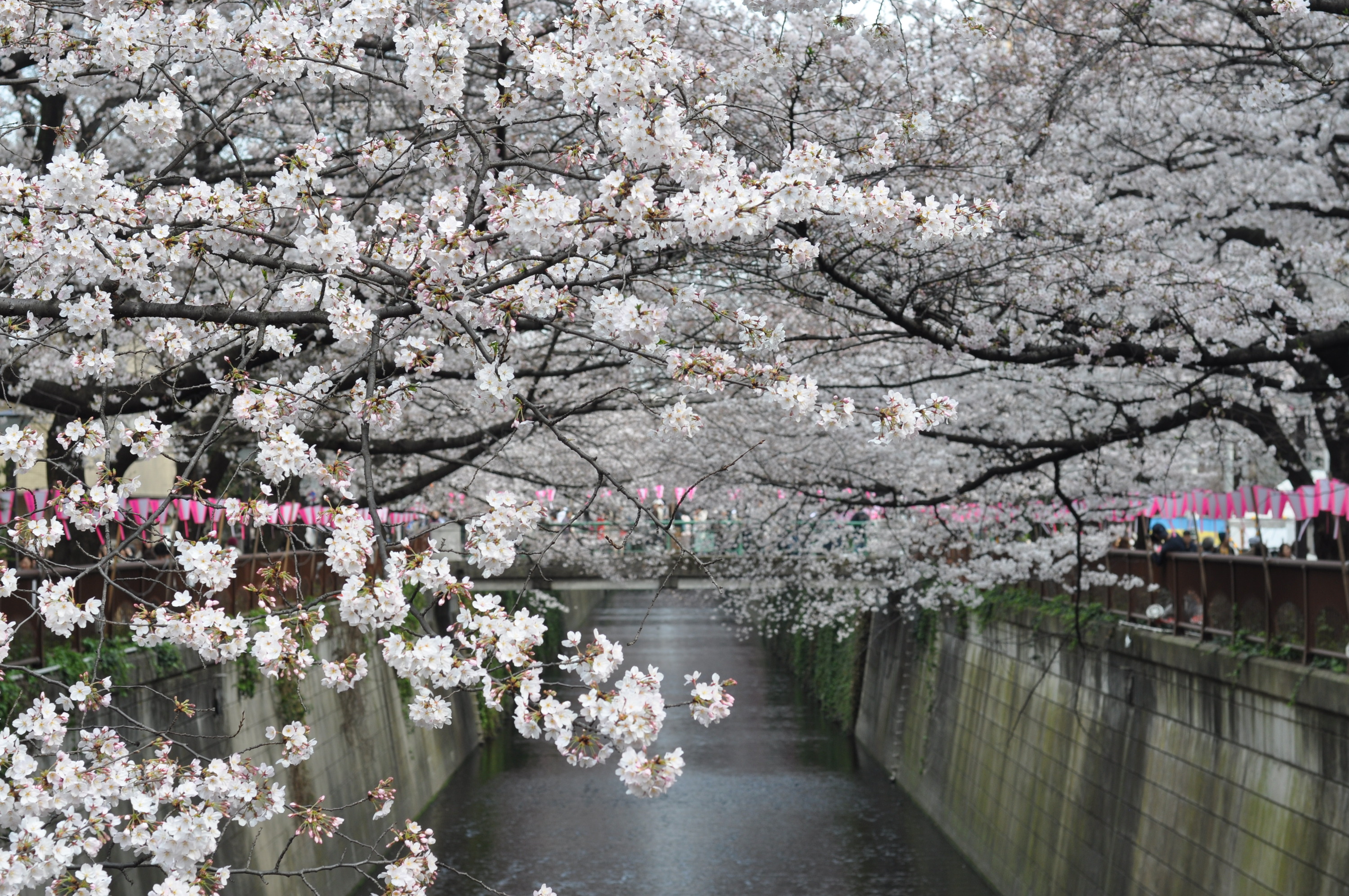 Cherry blossoms forecasted to bloom early in Tokyo and Japan in 2019