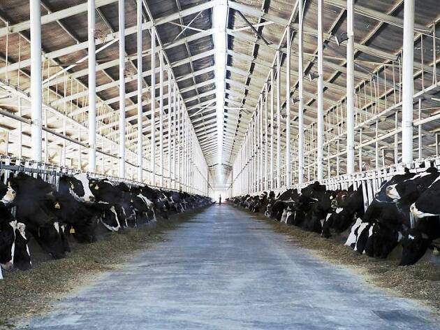 The Milk System The Milk System