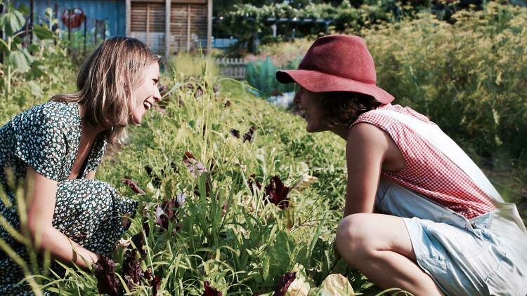 People weeding a garden.