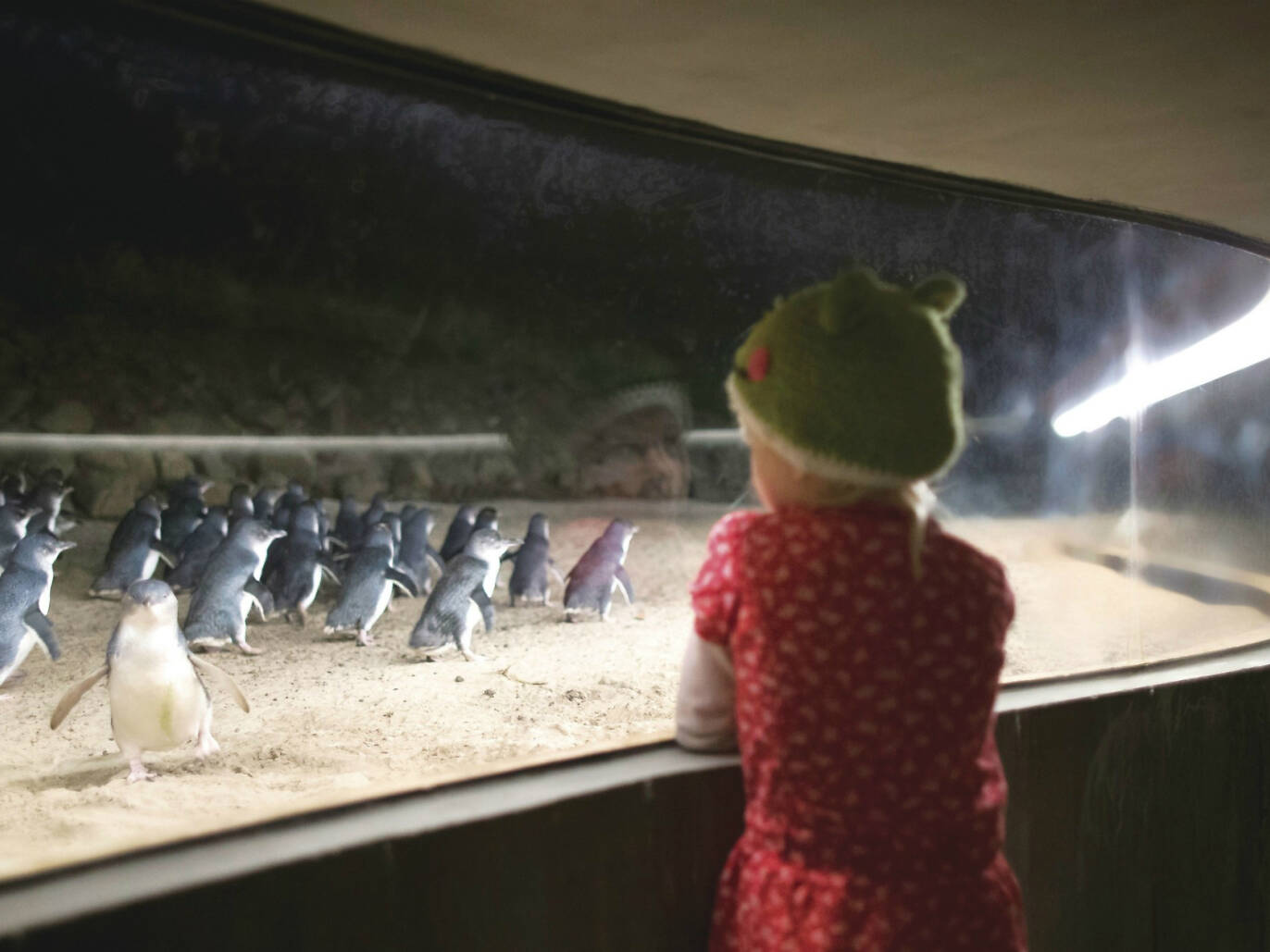 Where to see penguins in Melbourne and Victoria