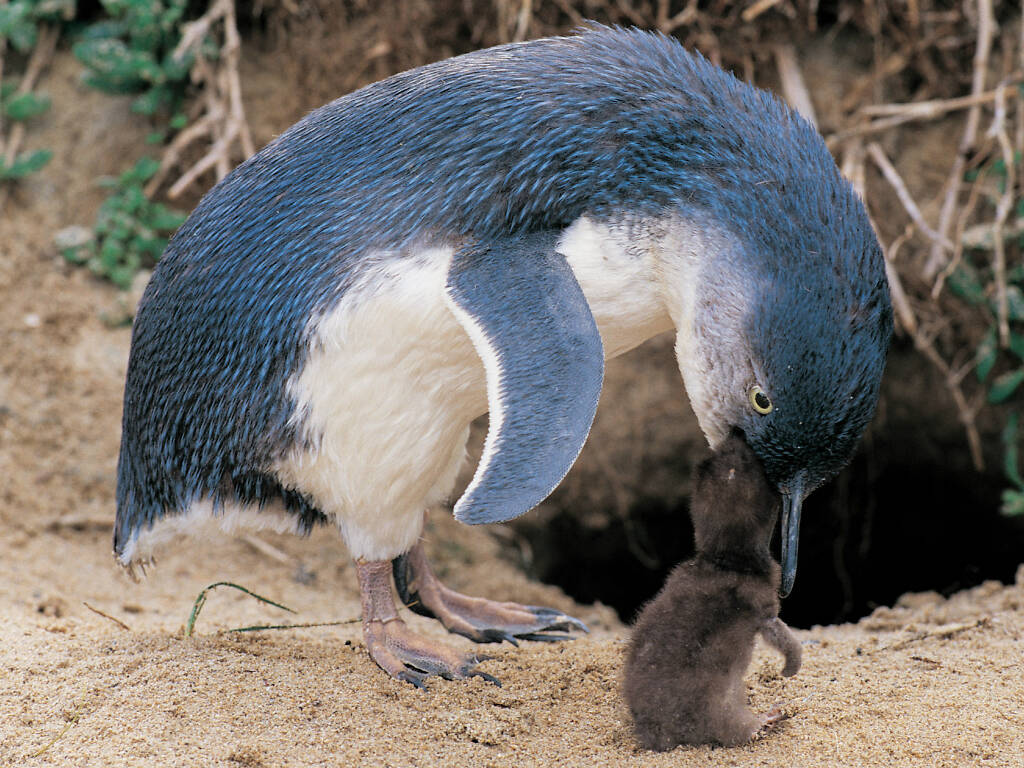 Where to see penguins in Melbourne and Victoria