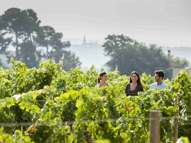 Visita al celler Familia Torres amb maridatge de vins i pernils Visita al celler Familia Torres amb maridatge de vins i pernils