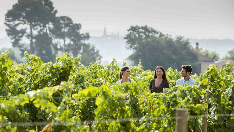 Visita al celler Familia Torres amb maridatge de vins i pernils