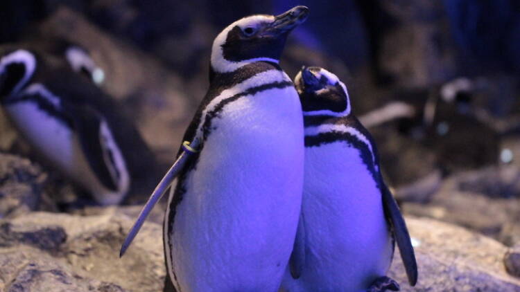 恋する水族館 Sweet Penguins