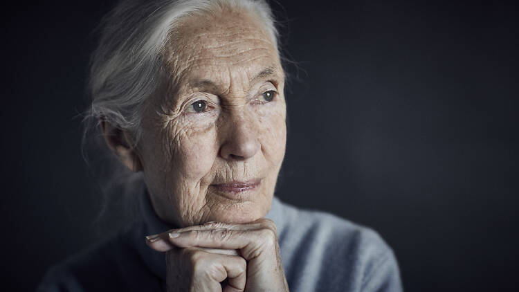 Jane Goodall's profile.