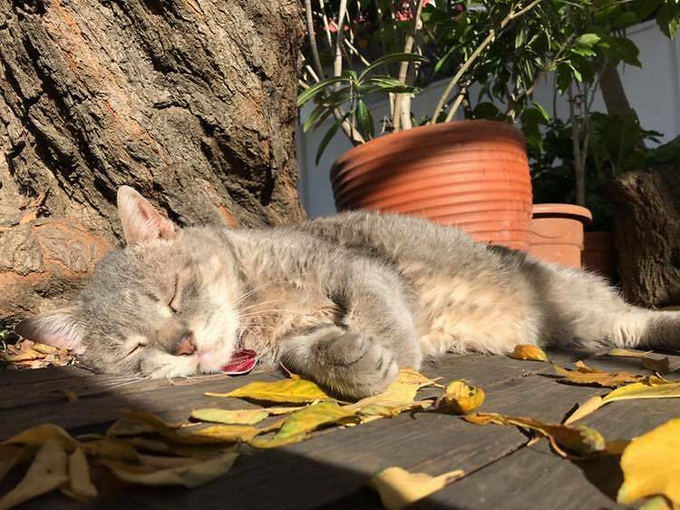 Calvin Esparguete, Diário de Um Gato Citadino