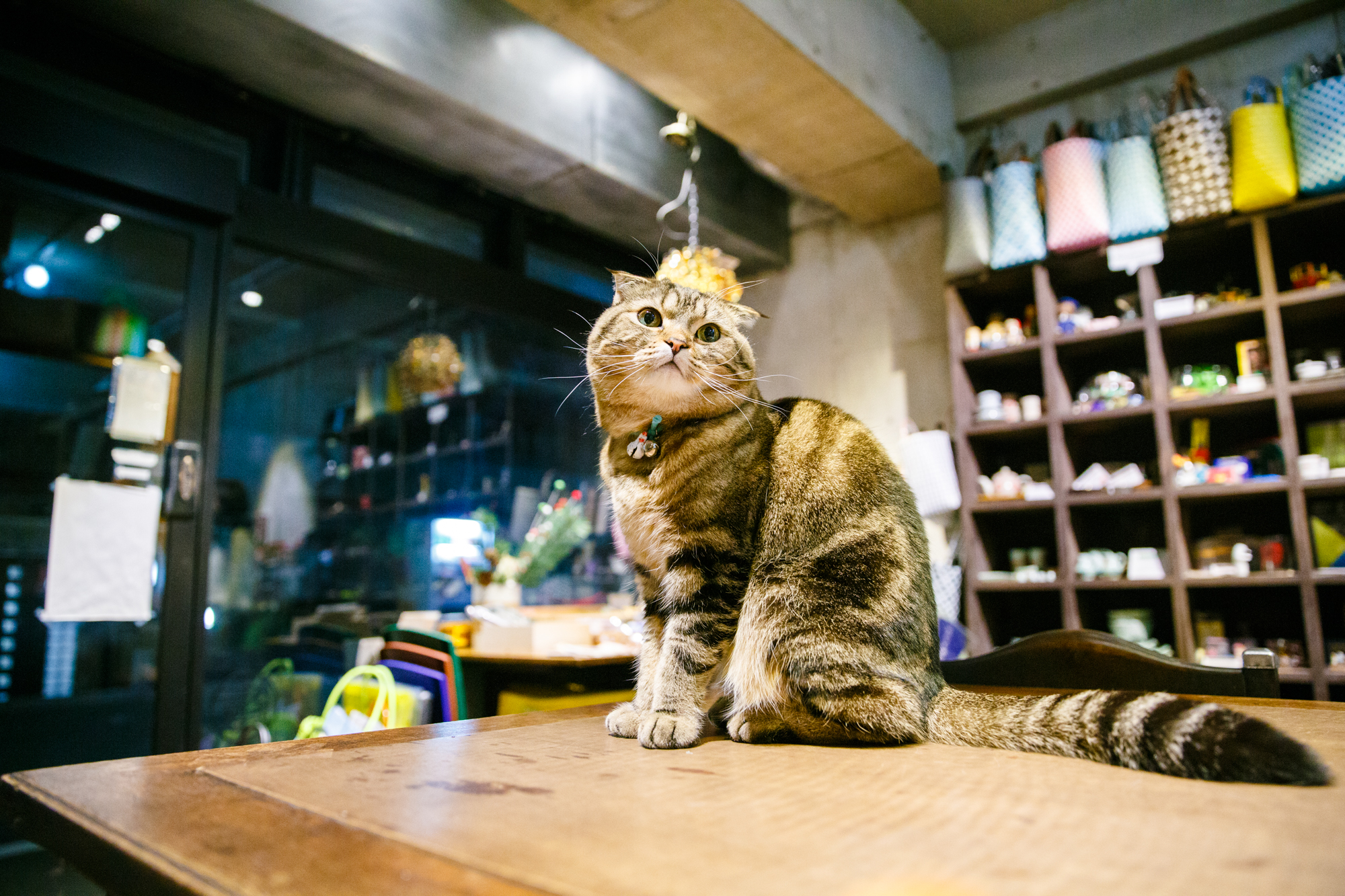 庫 パブリックキャット