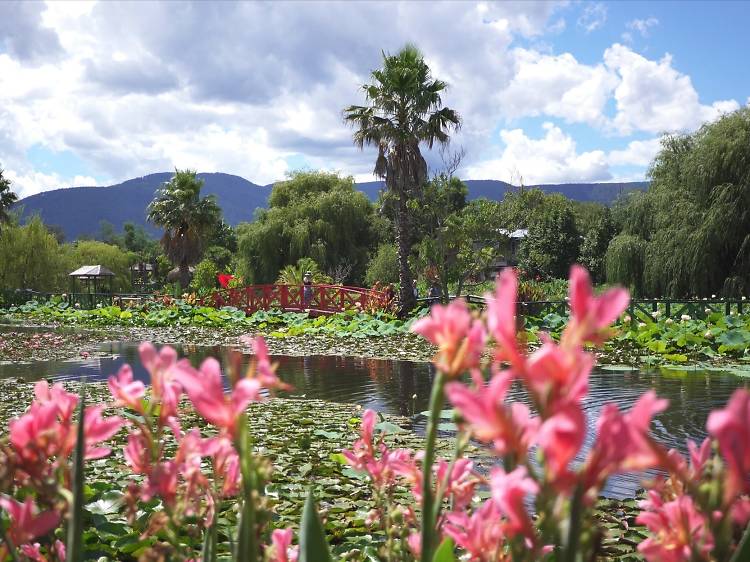 Where to see flowers near Melbourne