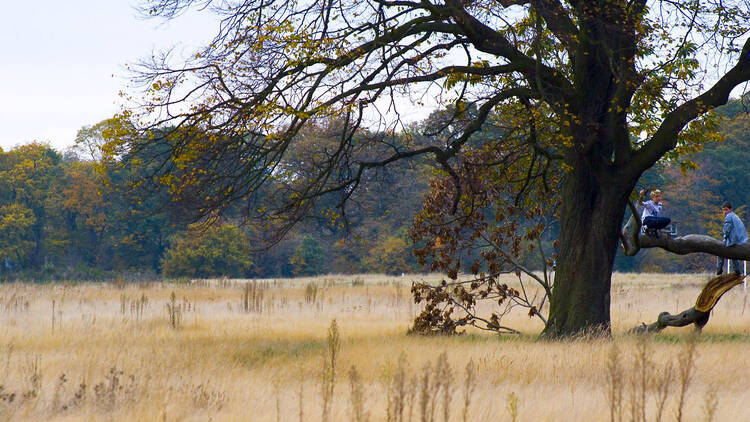 Wanstead Flats, press 2019