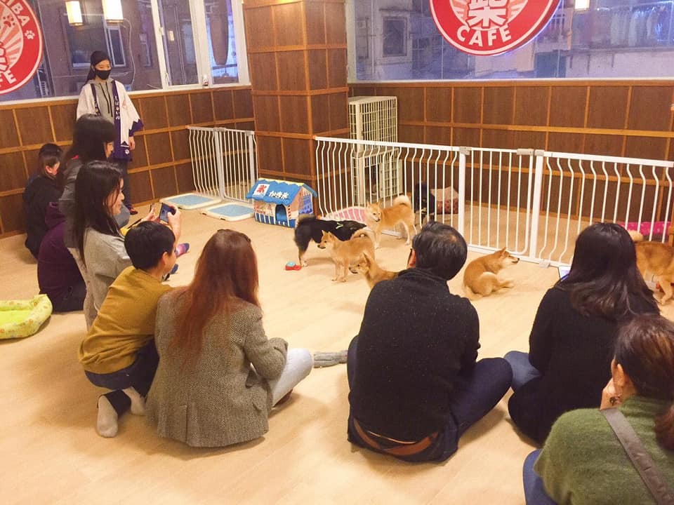 Hong Kongs First Shiba Café Opens In Causeway Bay