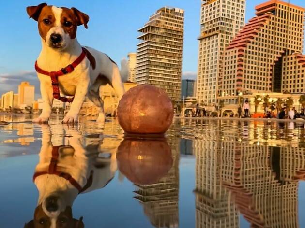 Check Out These Top Seven Dog Friendly Places In Tel Aviv - 