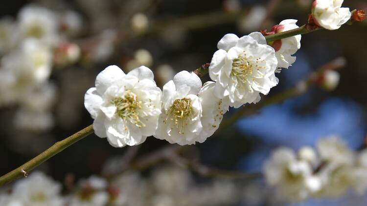 京王百花園 梅まつり