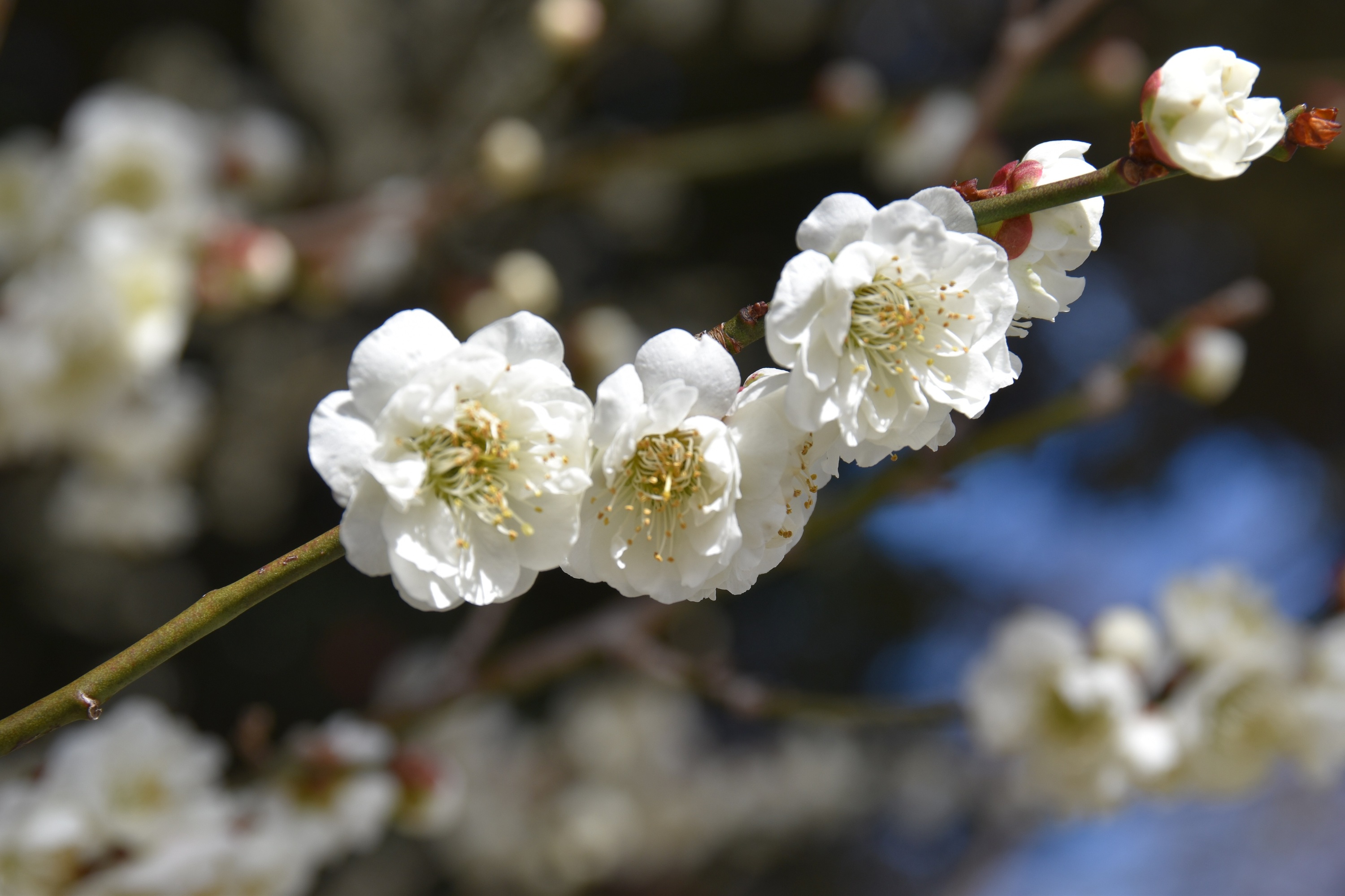 Keio Mogusaen Plum Festival (2015) 