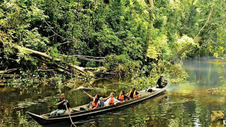 130 Milyon Yıllık Yağmur Ormanı - Taman Negara