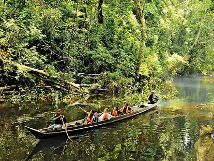 130 Milyon Yıllık Yağmur Ormanı - Taman Negara