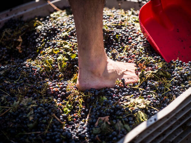 Foot stomping grapes.