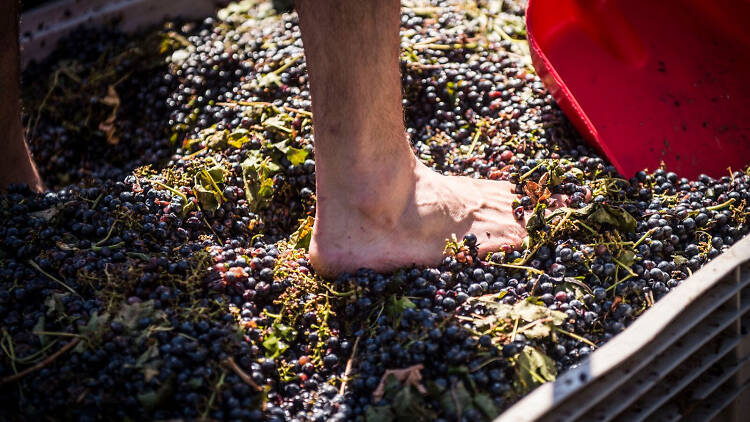 Harvest Grape Stomping | Things To Do In Sydney