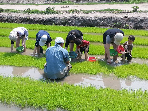 Yi O Farm Yi O Farm