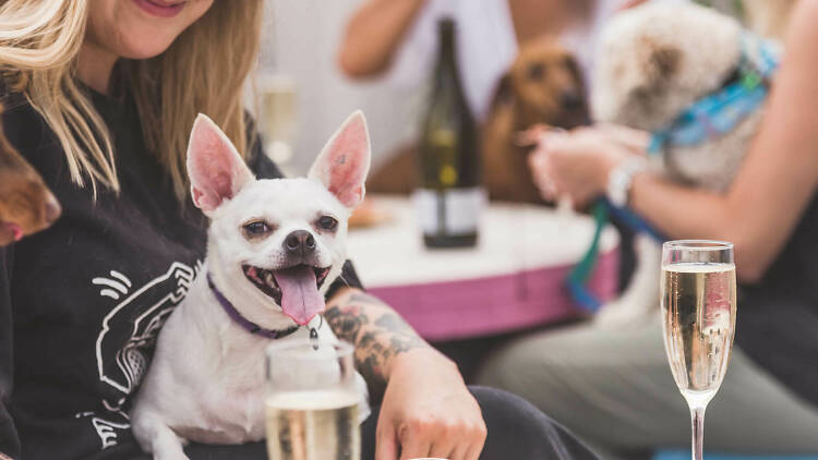 Pooches and Prosecco