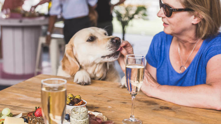 Pooches and Prosecco