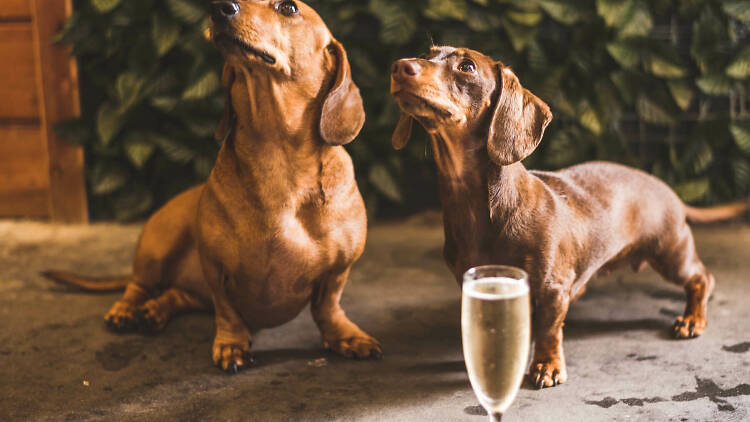 Pooches and Prosecco The Ascot Lot