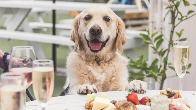 Pooches and Prosecco The Ascot Lot