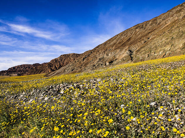 Death Valley wildflowers Death Valley wildflowers