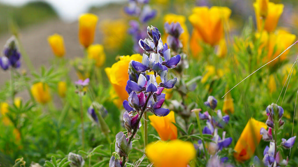 9 Best Wildflower Hikes in the Bay Area