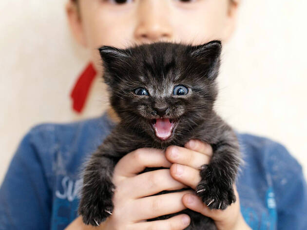 Expo Vive Gatito 2019 Expo Vive Gatito 2019