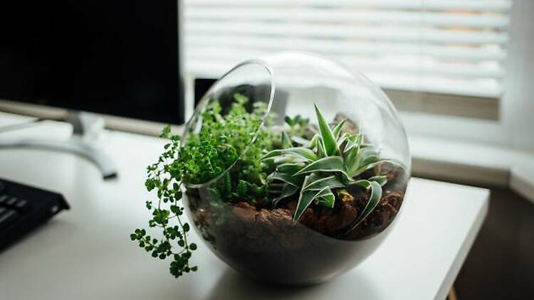 Build a terrarium