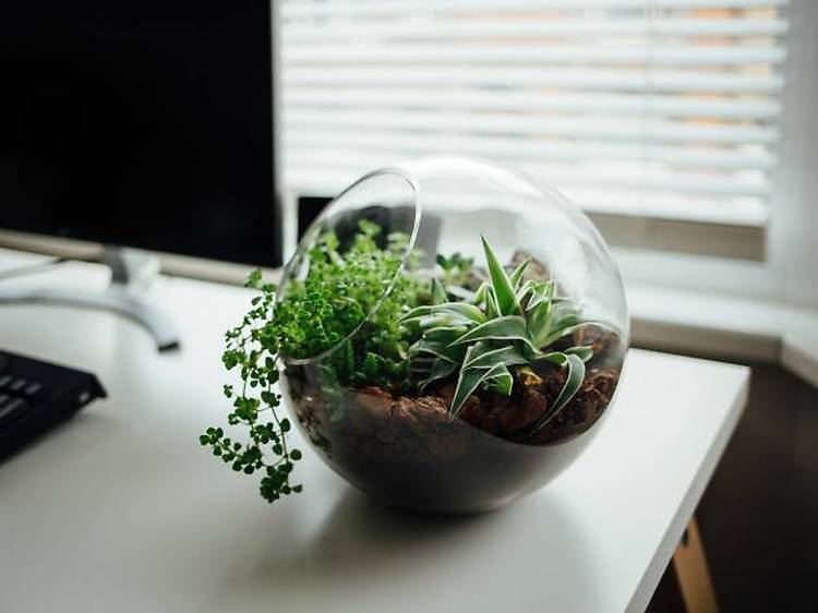 Build a terrarium