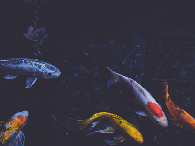 Koi Koi