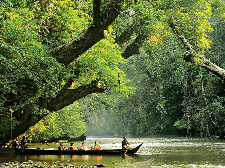 Unique wildlife sanctuaries in Malaysia - Taman Negara National Park