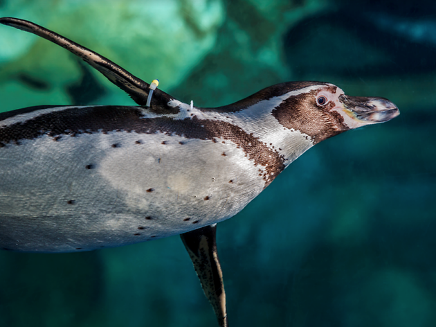 Pingüí Aquàrium Pingüí Aquàrium